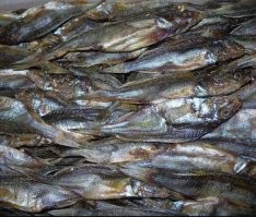 каждую весну солю и вялю крупных ершей.
Только даже ради их вкуснейшей икры стоит этим заниматься!)
И стоит лишь раз попробовать - никогда больше не оставите ерша у лунки!