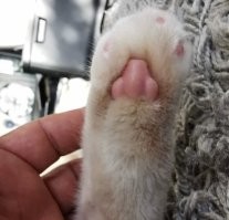 Мир сошёл с ума, но ведь это правда отличный нос!