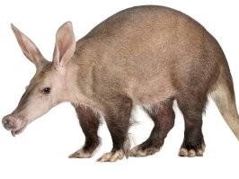 А тапир?

А трубкозуб?