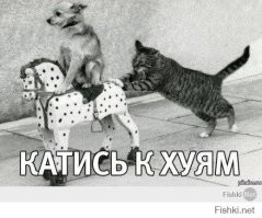 Кот мешает псу покинуть комнату