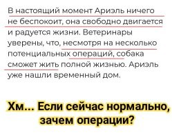 На парковке в Великобритании нашли щенка с шестью лапами