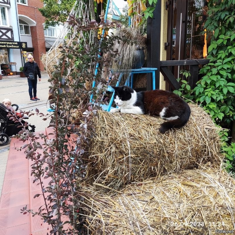 У нас тоже есть осенних котов. Городских. Много.
