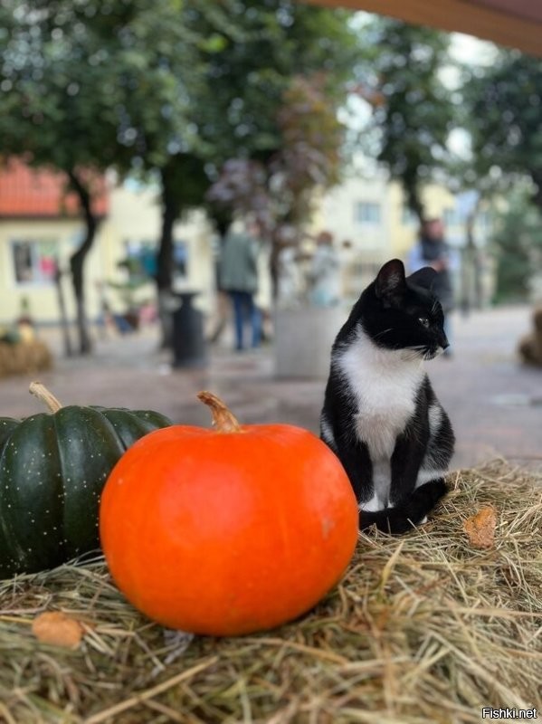 У нас тоже есть осенних котов. Городских. Много.