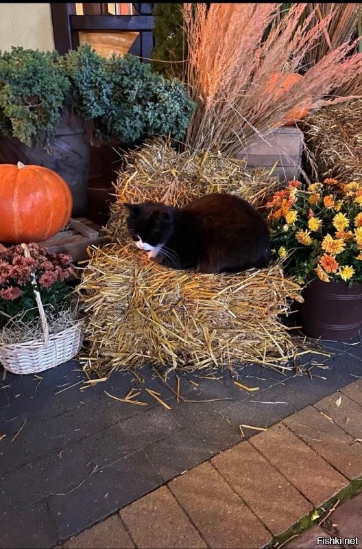 У нас тоже есть осенних котов. Городских. Много.