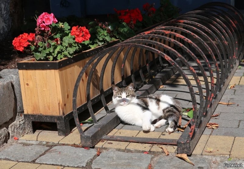У нас тоже есть осенних котов. Городских. Много.