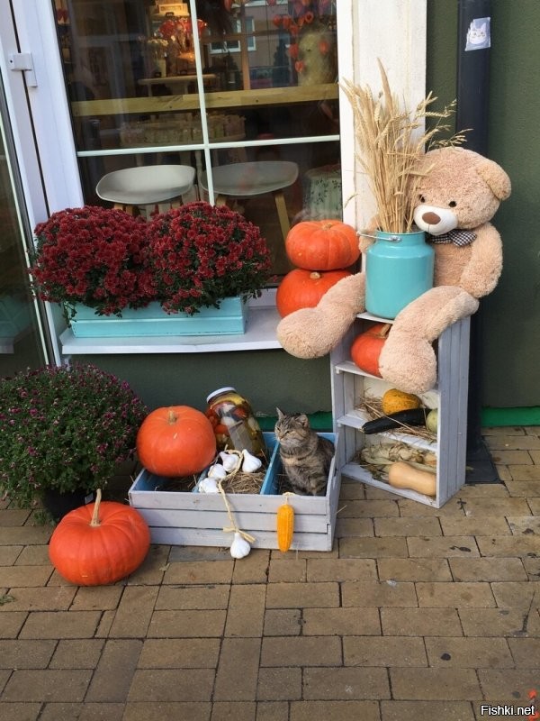 У нас тоже есть осенних котов. Городских. Много.