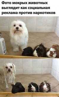 Субботний улыбатор