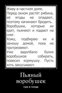 В Нижнем Новгороде птицы наелись забродивших ягод и пьяные валялись на дороге