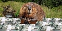 Всем бобра!