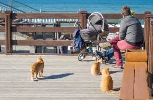 Коты там себя чувствуют ооочень замечательно! И туристам радость.