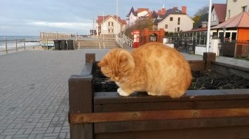 Коты там себя чувствуют ооочень замечательно! И туристам радость.