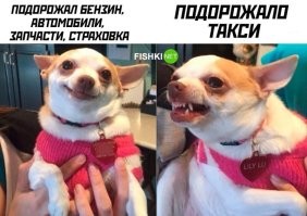 Комментарии и картинки из соцсетей. Свежак за 16 октября