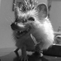 Ёжик повеселил мужиков