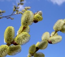 Специальное дерево для появления гусей - верба.
 Помню, мой дед, который с полсотни гусей держал, называл почки вербы "гусятами".
