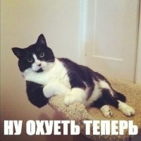 Коты-романтики и их эмоции