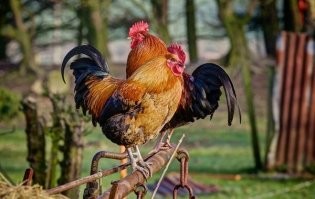Австралийские пожарные снова разделись для благотворительного календаря