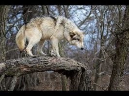 А тем временем