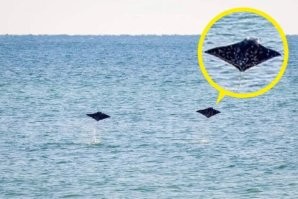 А что это за херня??