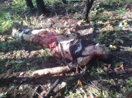 Специально для любителей "добрых мишек".