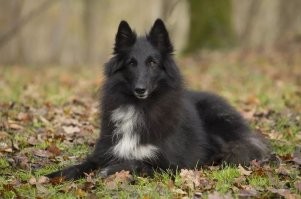 Присмотритесь к грюнендалю, из бельгийских овчарок он, пожалуй, самый уравновешенный, с темпераментом ближе к сангвиникам. Но всё равно, в качестве первой собаки -- не рекомендую. Ну и длинная шерсть, конечно, требует ухода, хотя расчёсывание такой собаки -- очень медитативное занятие, это я Вам как коллист говорю.