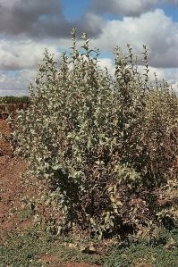 И пусть про растения не забудут.

Лох серебри стый (лат. Elaeagnus commutata)   деревянистое или кустарниковое растение, вид рода Лох (Elaeagnus) семейства Лоховые