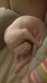 Чупакабра. Моё чудище.