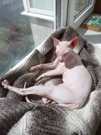 Мой любимый лысый кот живет с нами уже 8 лет!