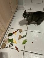 Хвостатый гусар искренне сожалеет(