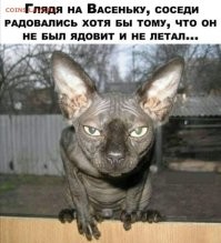 16 забавных фотографий сфинксов, которые поднимут настроение