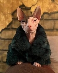 это не кошка, это свеквовь из Дзена в гости пожаловала