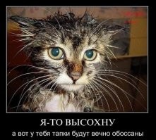 Мокрые и смешные: животные до и после душа