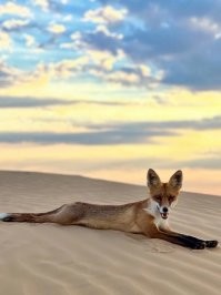 Ой, таки у нас лисы не только с рук лопают (что кстати категорически запрещено и карается штрафами), но и позируют фотографам не хуже всяких там топмоделей. и Помимо лис, кабаны непроч потусится. Бывает даже на пляж приходят купаться и загорать. И люди им вообще пофиг. Типа кто не понравится-сам убежит. Лоси и косули гораздо скромнее и не любят когда за ними наблюдают и лезут в личное пространство., но тоже не особо людей опасаются. Так везде, где на зверей не охотятся "спортсмены".