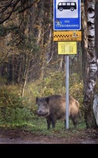 Ой, таки у нас лисы не только с рук лопают (что кстати категорически запрещено и карается штрафами), но и позируют фотографам не хуже всяких там топмоделей. и Помимо лис, кабаны непроч потусится. Бывает даже на пляж приходят купаться и загорать. И люди им вообще пофиг. Типа кто не понравится-сам убежит. Лоси и косули гораздо скромнее и не любят когда за ними наблюдают и лезут в личное пространство., но тоже не особо людей опасаются. Так везде, где на зверей не охотятся "спортсмены".
