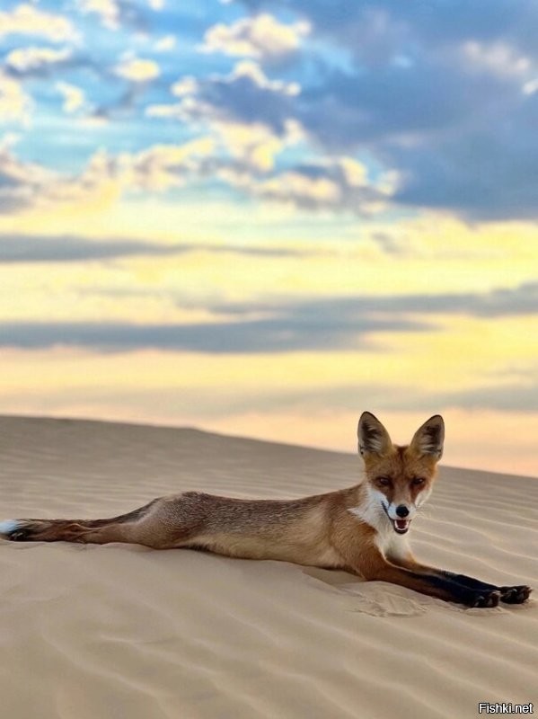 Ой, таки у нас лисы не только с рук лопают (что кстати категорически запрещено и карается штрафами), но и позируют фотографам не хуже всяких там топмоделей. и Помимо лис, кабаны непроч потусится. Бывает даже на пляж приходят купаться и загорать. И люди им вообще пофиг. Типа кто не понравится-сам убежит. Лоси и косули гораздо скромнее и не любят когда за ними наблюдают и лезут в личное пространство., но тоже не особо людей опасаются. Так везде, где на зверей не охотятся "спортсмены".