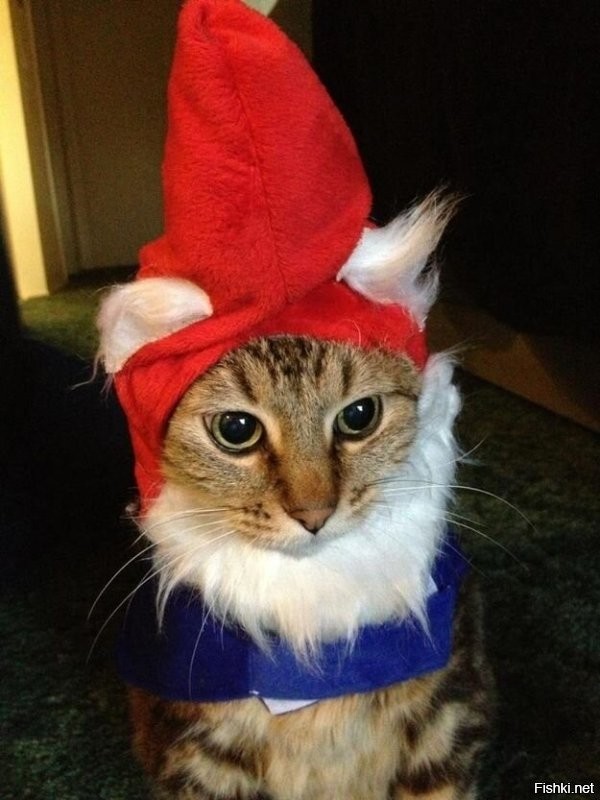 В данном случае это не "гном", а "карлик". Был бы гном - был бы с бородой, что-то типа этого: