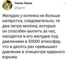 Выглядит как котёнок: хозяева показали своего милого кота-дварфа