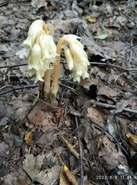 Родственник- Подъельник обыкновенный (лат. Monotropa hypopitys) в лесах Кировской области.