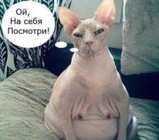 Кошки на крыше