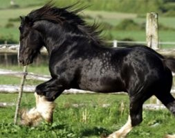 Как по мне - дестриэ красивше