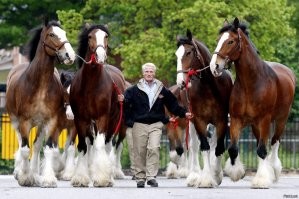 Шайр..считается самыми..