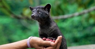 И кофе есть такой интересный: лювак.