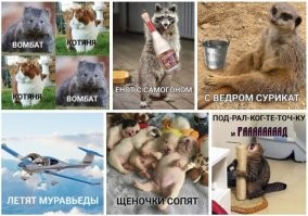 Вомбат: он откладывает «кубики» и может убить атакой сзади