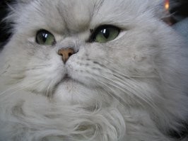 Среди кошек я бы выделил 3 типа врачевателей.
- Физиотерапевты. Они ложатся на ваше больное место или прижимаются к нему и согревают его своим теплом или стараются воздействать на него какими-то своими внутренними импульсами. 
- Мануальные терапевты - массажеры, которые топчутся на вас своими лапками;
- Невропатологи, которые воздействуют на вас звуковыми импульсами, своим мурлыканьем.
Был у меня кот - персидская шиншилла. Он был мощнейшим врачевателям. Жене (у нее начинались проблемы с сердцем) он регулярно ложился на грудь и подолгу неподвижно лежал. А мне помогал засыпать, когда у меня была бессонница (а она у меня в свое время была в течение времени). Так вот. Он регулярно приходил ко мне, когда я ложился спать, ложился вплотную ко мне, прижимаясь вплотную в районе груди и начинал громко, в голос, мурлыкать. Я практически сразу начинал "плыть".  А когда я засыпал - он уходил. Вот и пойми, что он имел в виду. Но факт остается делать. К сожалению, уже ушел на радугу.