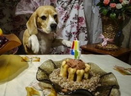 18 суровых мужчин, которые сказали категорическое "Нет" животным в доме