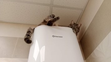 Ну как же без зверюшек-то. Скукота...