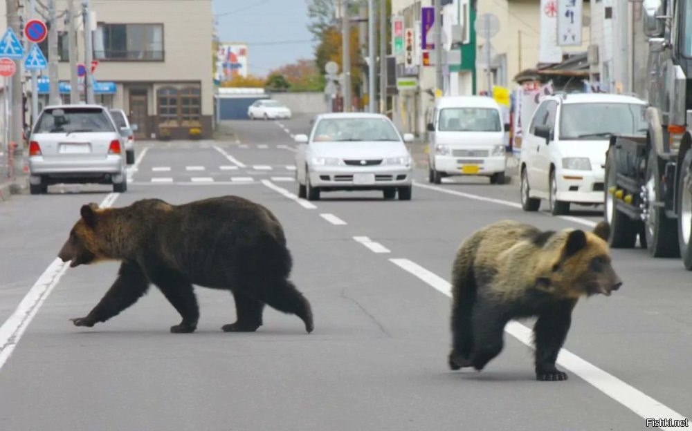На Хокайдо. Там медведей больше чем на Камчатке. Японцы к стати их едят.