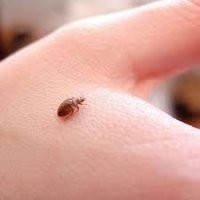 Фотография руки Москвы, снятая французскими спецслужбами возле Елисейских полей...