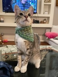 18 суровых мужчин, которые сказали категорическое "Нет" животным в доме