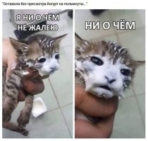 20 уморительных питомцев, которых поймали с поличным