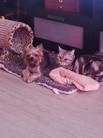 Великолепно. Двое взаимно симпатизирующих друзей, просторный игрокомплекс, удовлетворяющий потребности обоих - что ещё надо для счастья?
У меня вот эти двое тоже так шатёр спальный делят - по очереди. Совершенно не конфликтуют, один полежал, вторая подошла, попросила уступить - освободил)))